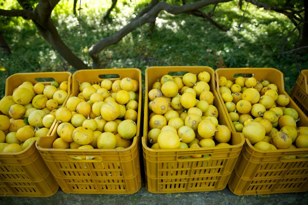 Lemon / citroner